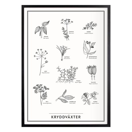 Poster Kryddväxter