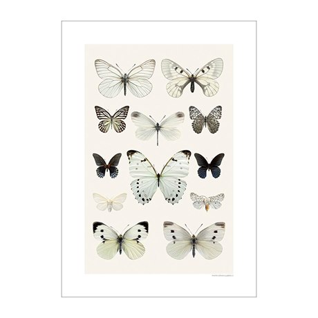 Print Butterfly Collage