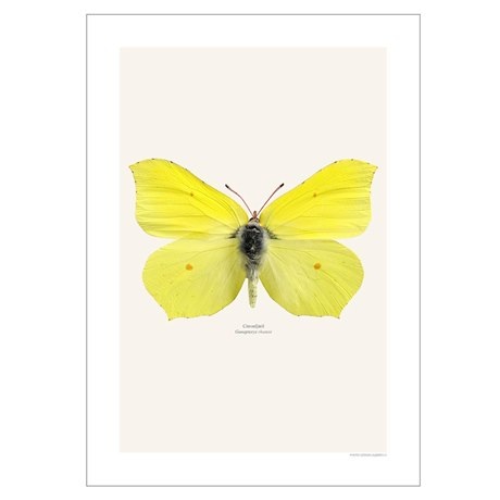 Print Brimstone Butterfly