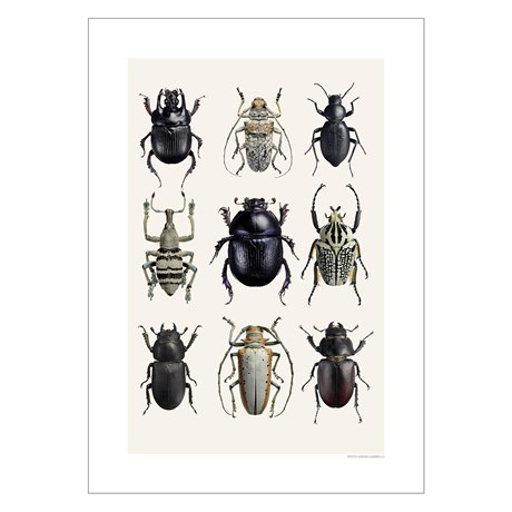 Picture Beetle Collage